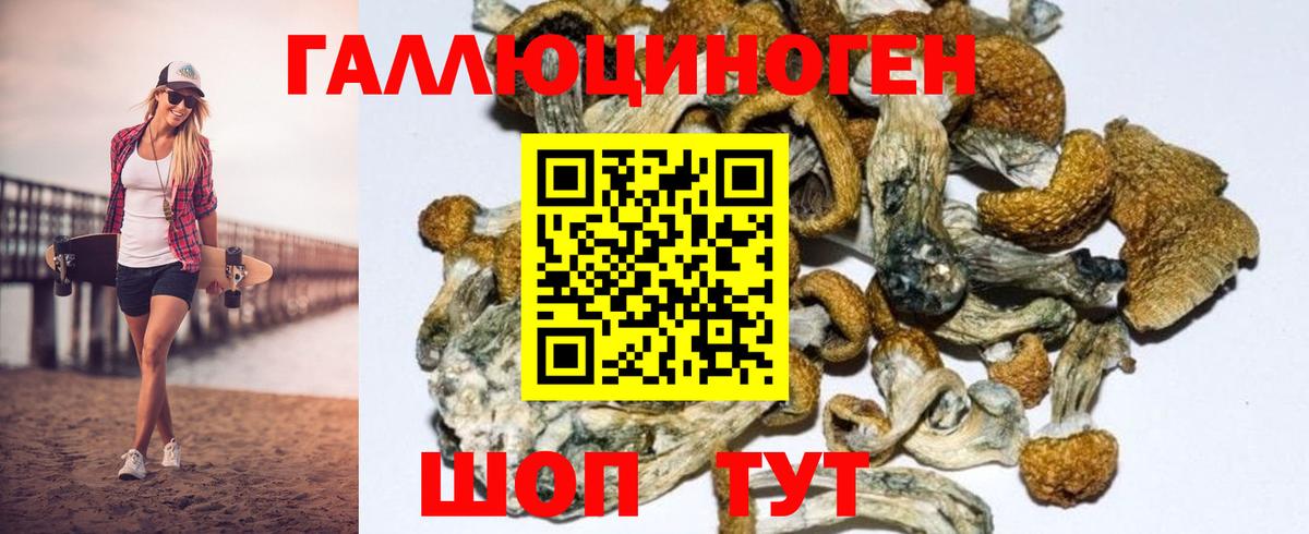 Галлюциногенные грибы Psilocybine cubensis Аргун